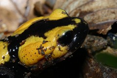Feuersalamander, Salamandra salamandra gigliolii (3)